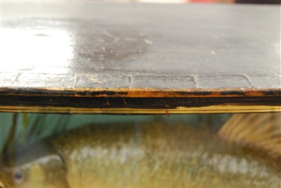 Lot 484 - An early 20th century taxidermy group of good sized Roach