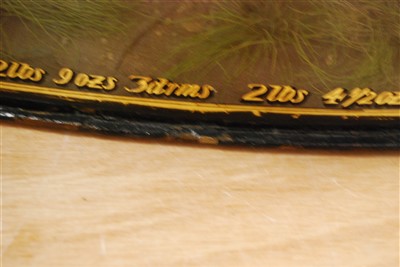Lot 484 - An early 20th century taxidermy group of good sized Roach