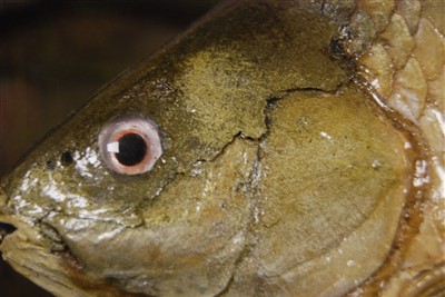 Lot 484 - An early 20th century taxidermy group of good sized Roach