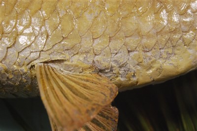 Lot 484 - An early 20th century taxidermy group of good sized Roach