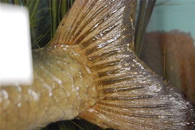 Lot 484 - An early 20th century taxidermy group of good sized Roach