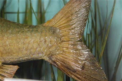 Lot 484 - An early 20th century taxidermy group of good sized Roach