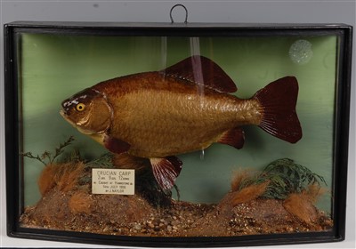 Lot 465 - A mid-20th century taxidermy Crucian carp