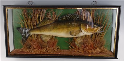 Lot 425 - A 20th century taxidermy Zander
