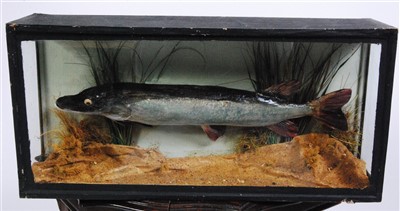 Lot 431 - An early 20th century taxidermy Pike