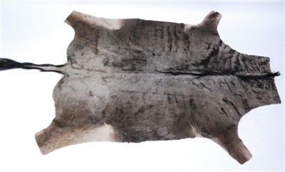 Lot 460 - A Blue wildebeest