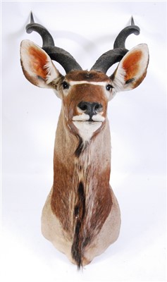 Lot 423 - A taxidermy Cape Great Kudu