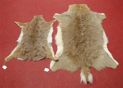 Lot 462 - An African Grey Duiker (Sylvicapra grimmia) full back trophy skin, 100 x 72cm, together with another smaller, 70 x 58cm