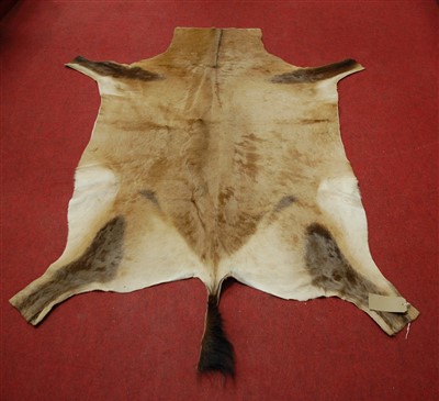Lot 477 - An African Lechwe Antelope (Kobus leche) skin rug, 180 x 127cm