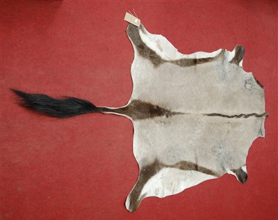 Lot 453 - An African Gemsbok Oryx (Oryx gazella) full back trophy skin, 150 x 125cm