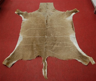 Lot 424 - An African Cape Greater Kudu, (Strepsiceros strepsiceros), full back trophy skin, 175 x 140cm