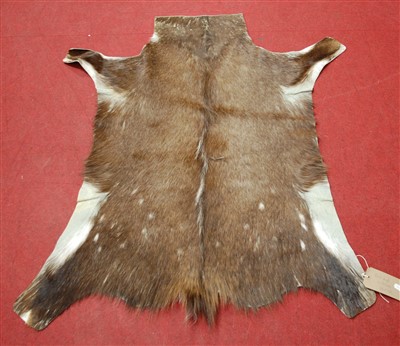 Lot 473 - An African Bushbuck Antelope (Tragelaphus scriptus) full back trophy skin, 120 x 98cm