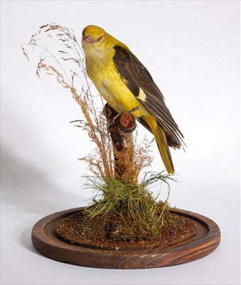 Lot 601 - A taxidermy Golden Oriole (Oriolus oriolus)