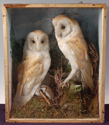 Lot 587 - A pair of Victorian Barn Owls (Tytus alba)