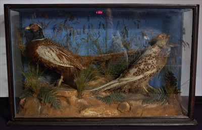 Lot 588 - A pair of early 20th century taxidermy male and female pheasants