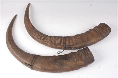Lot 583 - A pair of European Mouflon