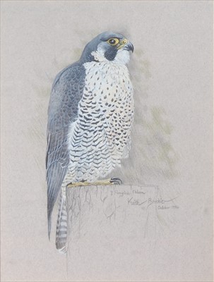 Lot 299 - Keith Brockie (b.1955) - Peregrine Falcon,...