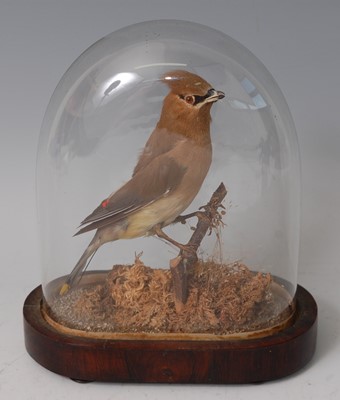 Lot 287 - A taxidermy Waxwing (Bombycilla garrulus)