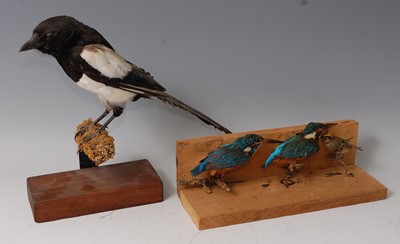 Lot 285 - A taxidermy Magpie (Pica pica)