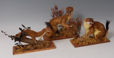 Lot 284 - A taxidermy Stoat (Mustela erminea)