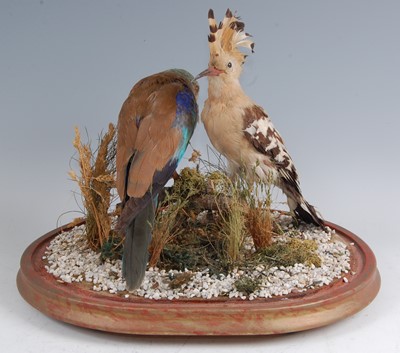Lot 276 - A taxidermy Hoopoe (Upupa epops)