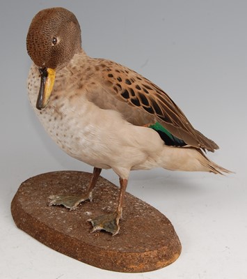 Lot 279 - A late 20th century taxidermy Mallard (Anas platyrhynchos)