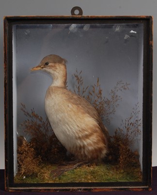 Lot 280 - An early 20th century taxidermy Little grebe (Tachybaptus ruficollis)