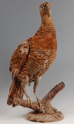 Lot 307 - A taxidermy female Capercaillie (Tetrao urogallus)