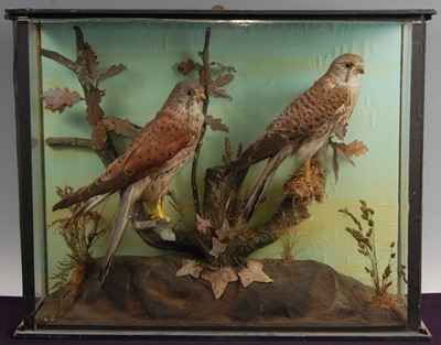 Lot 302 - An early 20th century taxidermy brace of Kestrels