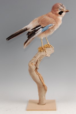 Lot 299 - A taxidermy Jay (Garralus glandarius)