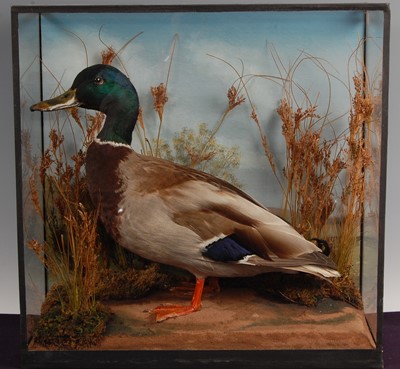Lot 296 - A taxidermy Mallard Drake (Anas platyrhynchos)