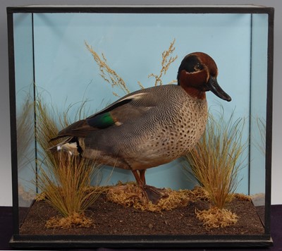 Lot 295 - A taxidermy Teal Drake (Anas crecca)