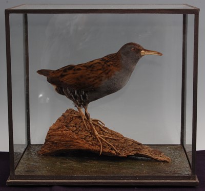 Lot 294 - A taxidermy Water Rail (Rallus aquaticus)