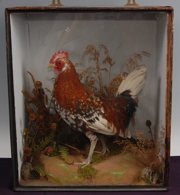 Lot 293 - A late Victorian taxidermy Bantam