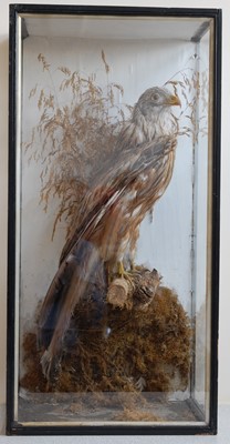 Lot 291 - A circa 1900 taxidermy Red Kite