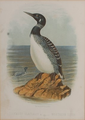 Lot 263 - A collection of 19 Ornithology prints