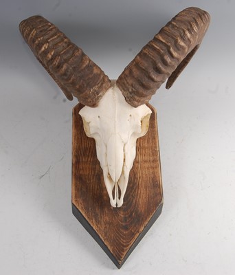 Lot 273 - Urial (Ovis orientalis)