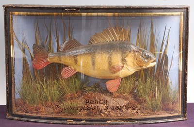 Lot 270 - A 1920's taxidermy Perch