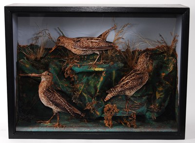 Lot 527 - * A trio of late Victorian taxidermy Snipe...