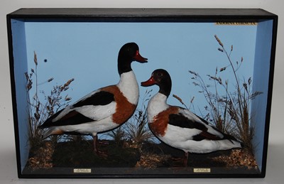 Lot 524 - * A pair of taxidermy Shelduck (Tadorna...