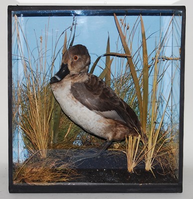 Lot 531 - * A taxidermy Ring-necked Pochard (Aythya...