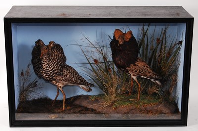 Lot 534 - * A pair of taxidermy Ruff (Calidris pugnax),...