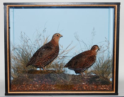 Lot 536 - * A brace of taxidermy Quail (Coturnix...
