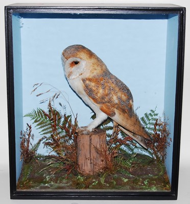 Lot 593 - * An early 20th century taxidermy Barn Owl...