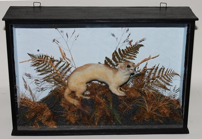 Lot 594 - * A taxidermy Ermine Stoat (Mustela erminea),...