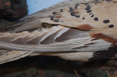 Lot 595 - * A pair of Victorian taxidermy Pallas's...