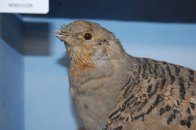 Lot 595 - * A pair of Victorian taxidermy Pallas's...