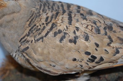 Lot 595 - * A pair of Victorian taxidermy Pallas's...