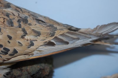 Lot 595 - * A pair of Victorian taxidermy Pallas's...