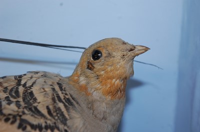 Lot 595 - * A pair of Victorian taxidermy Pallas's...